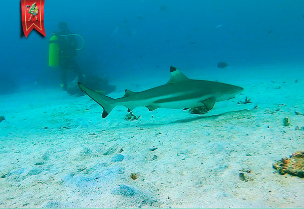 Open Water & Advanced Course with Blacktip Shark at Donggala