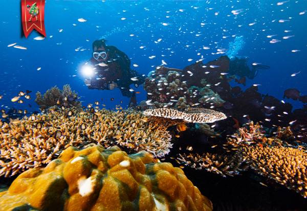 Trip Fun Dive at Donggala by Karavea Dive Resort